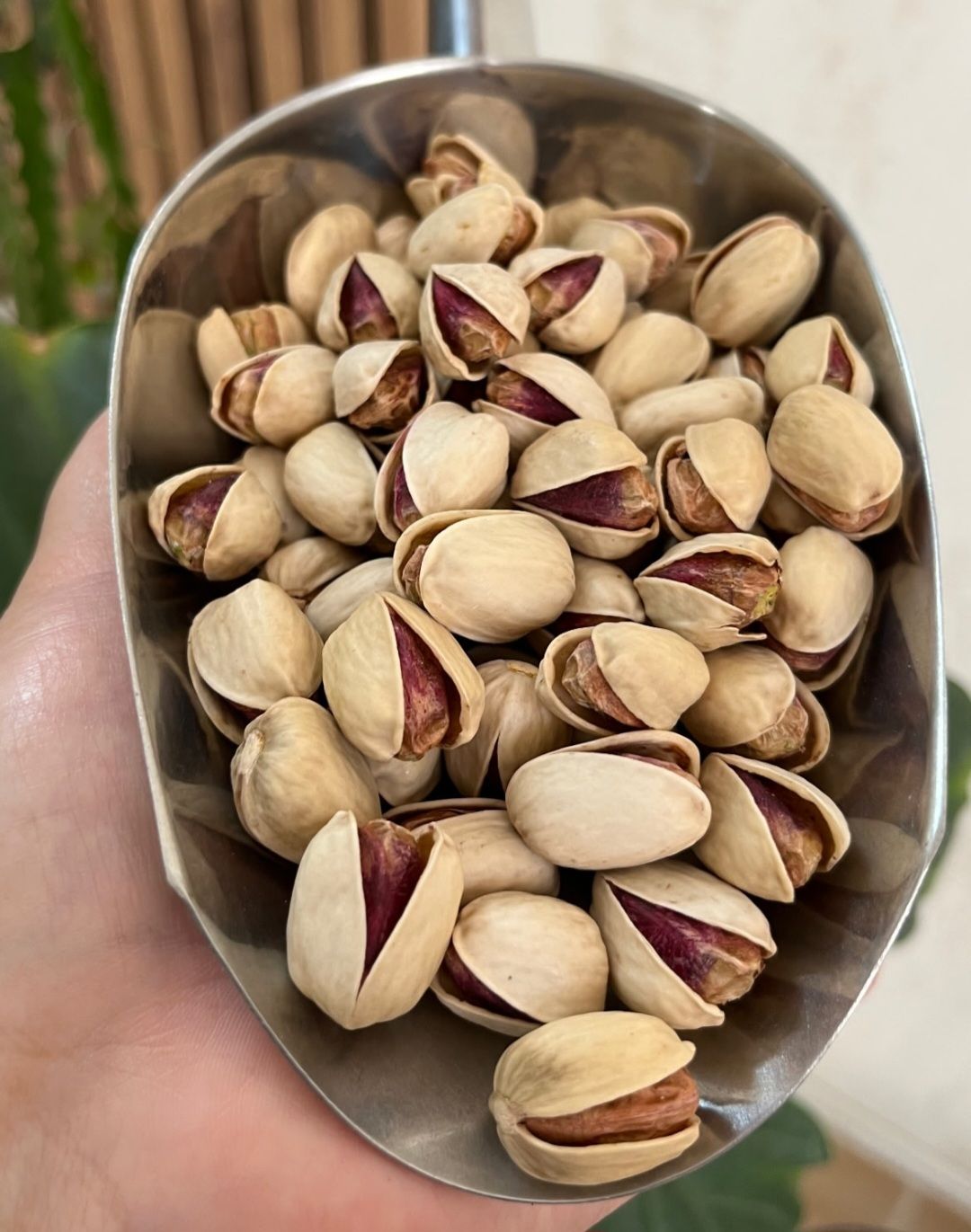 پسته لوکس کله قوچی